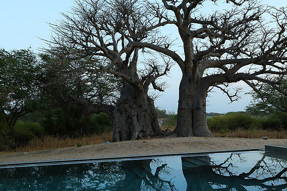 Baobab reflection