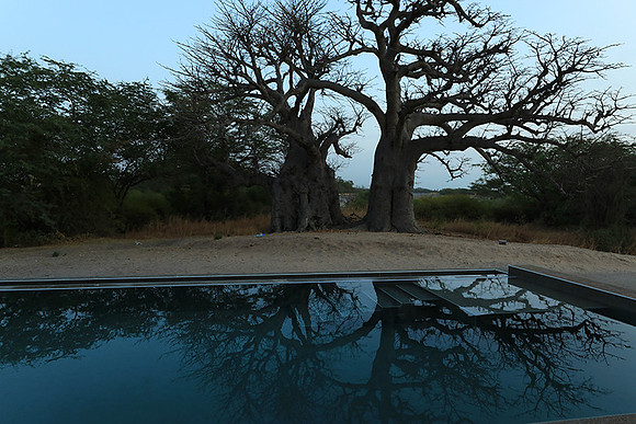 Baobab reflection