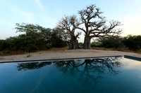 Baobab reflection