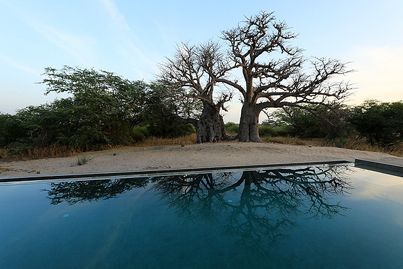 Baobab reflection