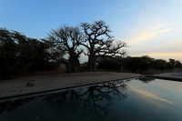Baobab reflection