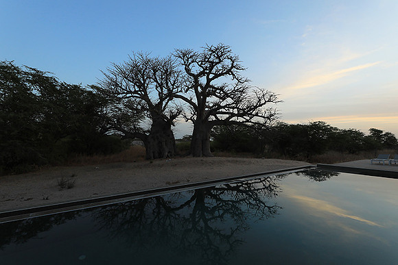 Baobab reflection