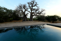Baobab reflection