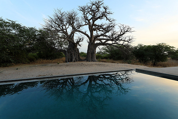 Baobab reflection