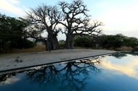 Baobab reflection