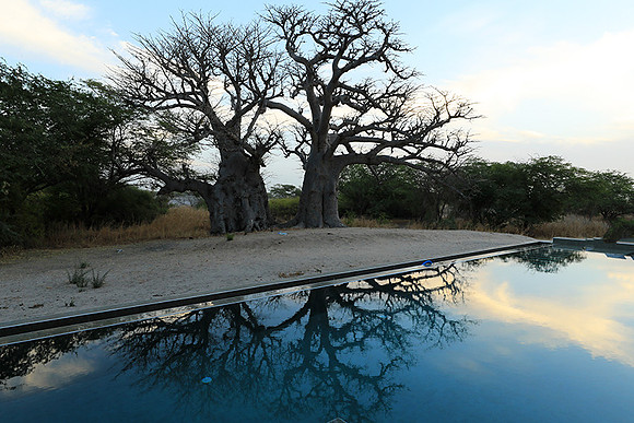 Baobab reflection