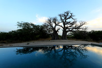 Baobab reflection