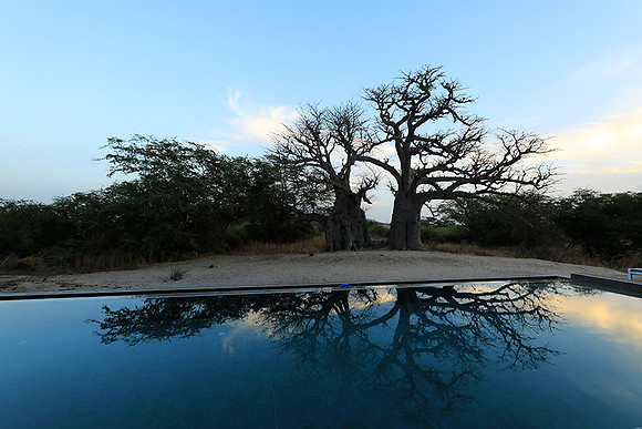 Baobab reflection