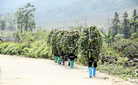 Hmong ethnic group - Northern Vietnam