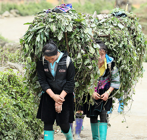 Hmong ethnic group - Northern Vietnam