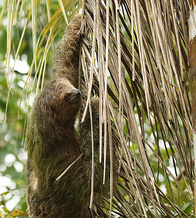 Brown-breasted three toed sloth