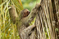 Brown-breasted three toed sloth