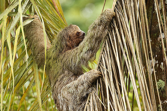Brown-breasted three toed sloth