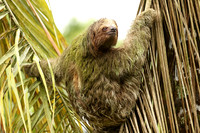 Brown-breasted three toed sloth