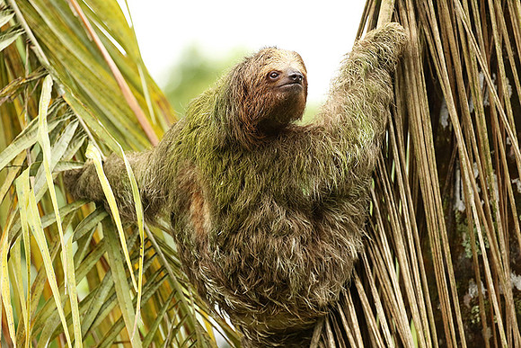 Brown-breasted three toed sloth