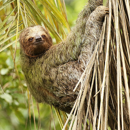 Brown-breasted three toed sloth