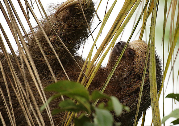 Brown-breasted three toed sloth