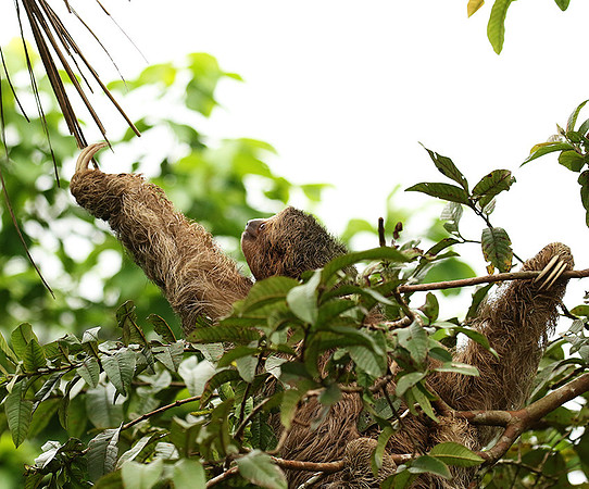 Brown-breasted three toed sloth