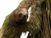 Brown-breasted three toed sloth