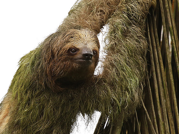 Brown-breasted three toed sloth