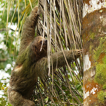 Brown-throated three-toed sloth