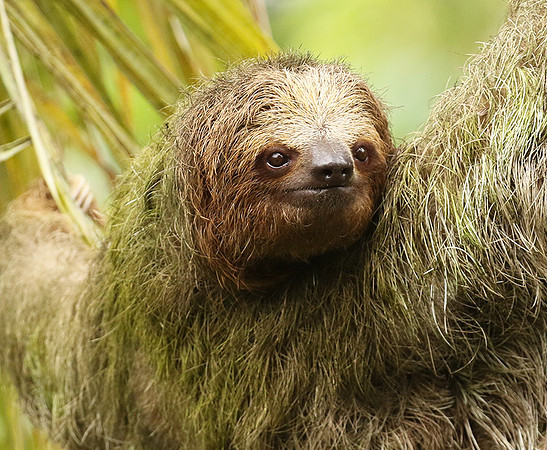 Brown-breasted three toed sloth