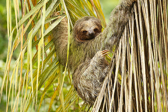 Brown-throated three-toed sloth