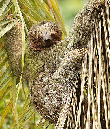 Brown-breasted three toed sloth