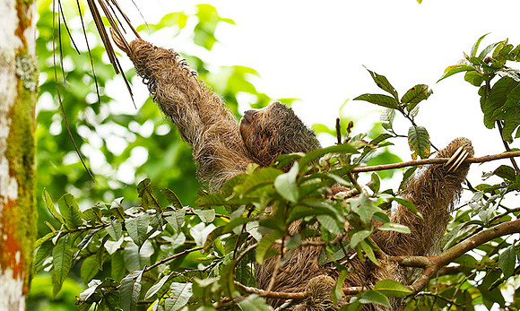 Brown-throated three-toed sloth