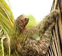 Brown-breasted three toed sloth