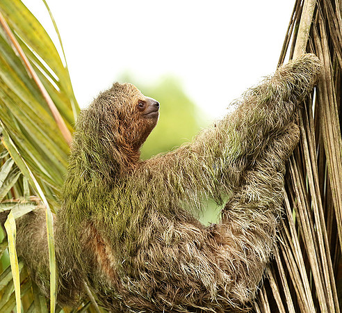 Brown-breasted three toed sloth