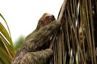 Brown-breasted three toed sloth
