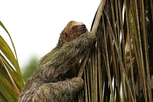 Brown-breasted three toed sloth