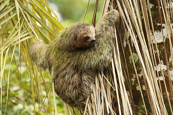 Brown-breasted three toed sloth
