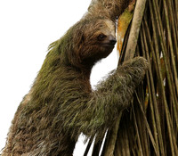 Brown-breasted three toed sloth