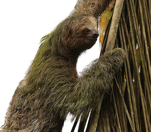 Brown-breasted three toed sloth