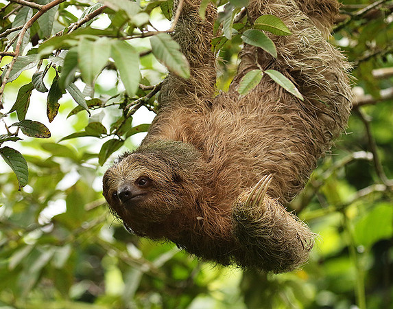 Brown-breasted three toed sloth