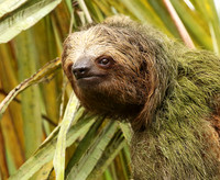 Brown-breasted three toed sloth