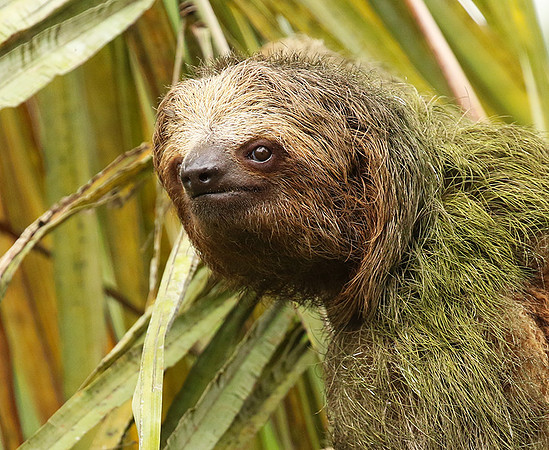 Brown-breasted three toed sloth