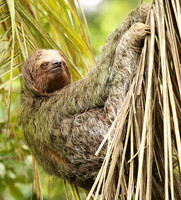 Brown-breasted three toed sloth