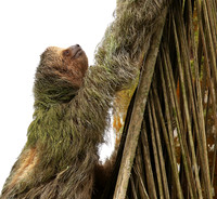Brown-breasted three toed sloth