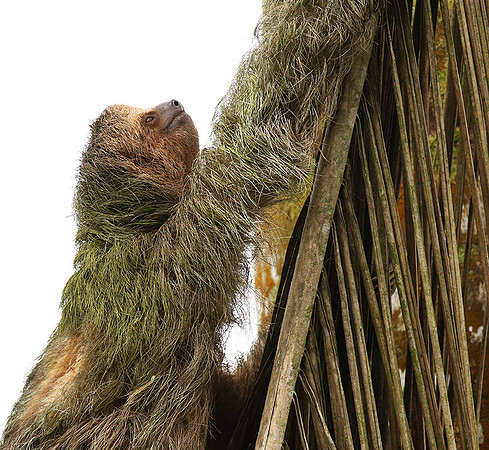 Brown-breasted three toed sloth