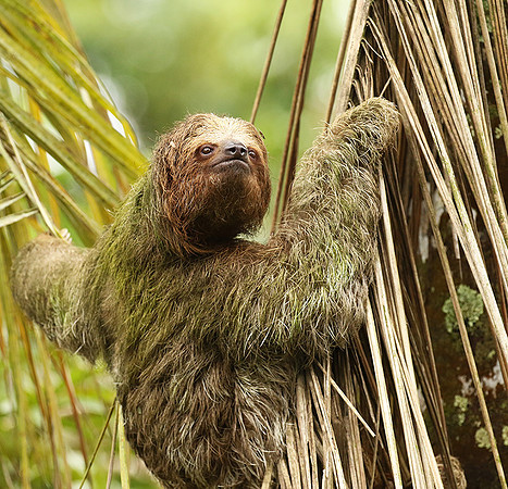 Brown-breasted three toed sloth
