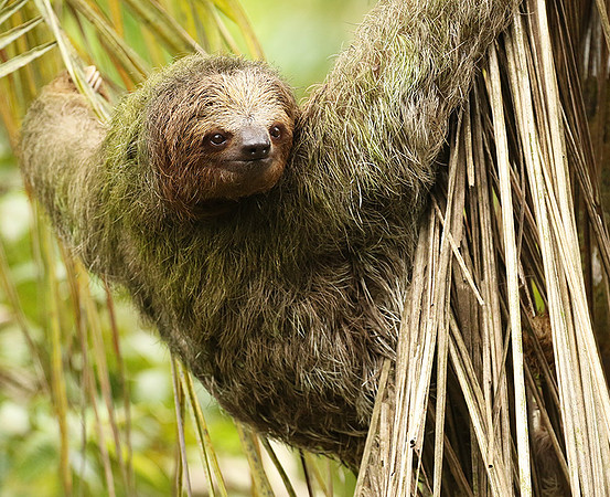 Brown-breasted three toed sloth