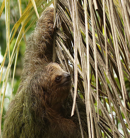 Brown-breasted three toed sloth