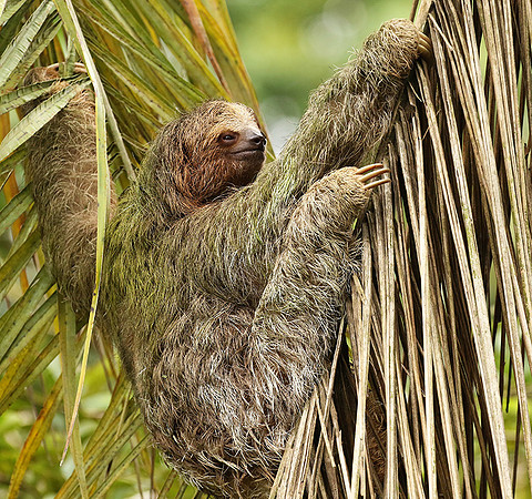 Brown-breasted three toed sloth