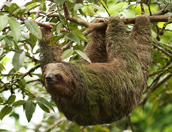 Brown-breasted three toed sloth