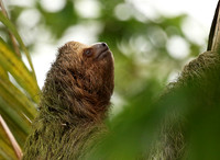 Brown-breasted three toed sloth