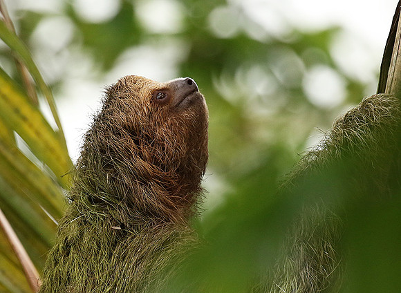 Brown-breasted three toed sloth
