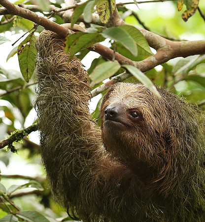 Brown-breasted three toed sloth